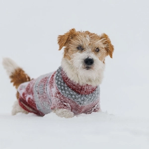 Close-up of red and grey knitted pet sweater with snowflake pattern on a dog in snow