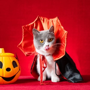 Vampire pet cape for cats and small dogs in shiny red and black satin for Halloween