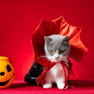 Detail of red and black vampire pet cloak with high collar for Halloween cats and dogs