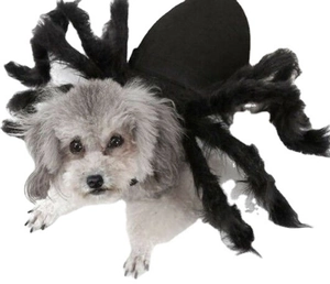 Detailed view of black fuzzy spider costume with eight legs on a small dog for Halloween