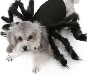 Funny spider costume detail for small dogs with fuzzy black legs and plush texture