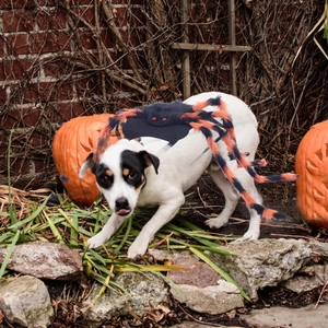 Halloween pet spider costume with orange legs on a dog in a spooky garden setting