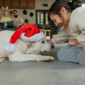 Detail of plush red and white Christmas hat featuring a soft pompom on a large dog