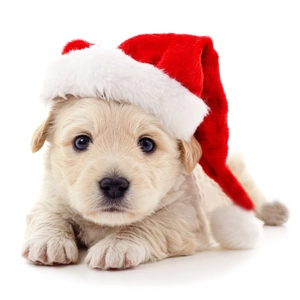 Classic red plush Christmas hat for dogs and cats featuring soft white faux fur trim