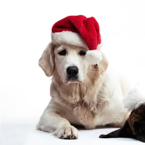 Golden Retriever wearing the plush red Christmas pet hat with white pom-pom detail