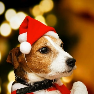 Pet Christmas Hat Soft Red Velvet Plush Xmas Santa Hat For Dogs Cats Holiday Party Decorative Costume Accessory With Elastic Strap