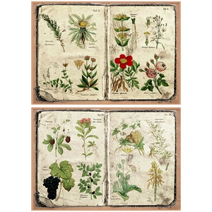 Close-up of vintage botanical specimen paper featuring classic floral and fruit sketches