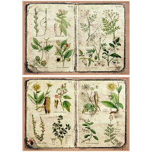 Close-up of vintage botanical fern illustrations on aged parchment paper for scrapbooking