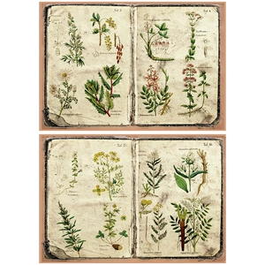 Close-up of vintage botanical paper featuring detailed fern and herb illustrations