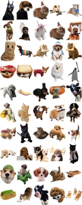 Detailed set of cute cartoon cat and dog stickers with creative funny pet costumes