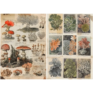 Detailed macro view of vintage botanical paper with mushroom and fungi illustrations