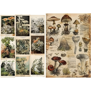 Detail of vintage mushroom and botanical paper set with scientific illustrations