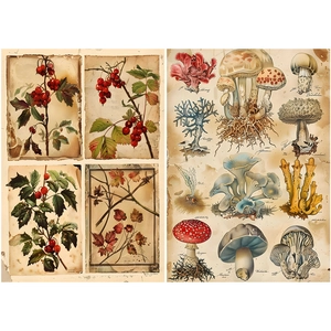 Macro shot of vintage botanical paper with illustrations of berries and mushrooms