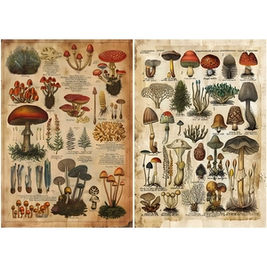 Macro view of vintage mushroom illustrations on parchment style decorative paper sheets