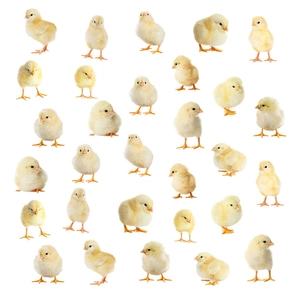 Easter wall decals featuring multiple cute yellow chicks in diverse poses on white background