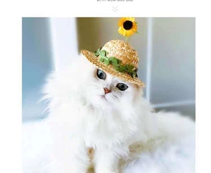 Detail of woven pet straw hat with yellow sunflower on a white cat, cozy lighting