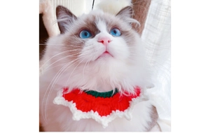 Close-up of a handmade red and green knitted pet collar with festive wavy edges