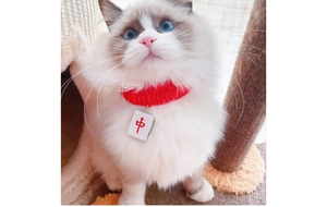 Macro detail of red knitted pet collar with Mahjong tile pendant on a Ragdoll cat
