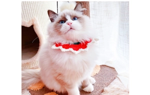 Handmade red crochet pet collar with white scalloped lace detail on a ragdoll cat