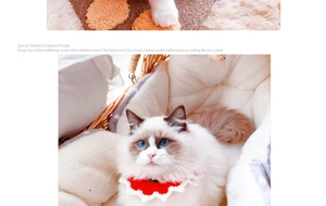 Detail view of red knitted pet collar with white lace trim on a Ragdoll cat
