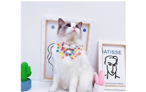 Close-up of white mesh pet collar with colorful polka dots, bell and wings on a cat