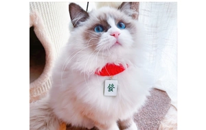 Close-up of red knitted pet collar with white Mahjong pendant on a fluffy cat