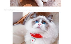 Close-up of a festive red knit pet collar with a Mahjong pendant on a Ragdoll cat