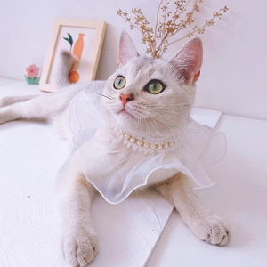 Close-up of white lace pet collar with pearls worn by a cat in a bright setting