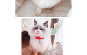 Detail of red pet collar with Chinese Mahjong tile pendant on a fluffy cat