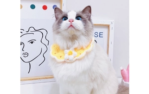 Detail of hand-knitted yellow and white flower pet collar on a Ragdoll cat
