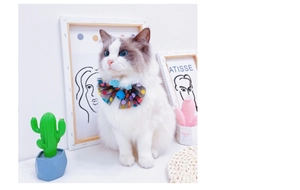 Ragdoll cat wearing a dark gray mesh bow collar with colorful dots and tiny blue wings