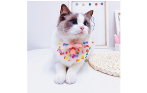 Close-up of lace pet collar with colorful dots, pink bee charm, and bell on a Ragdoll cat