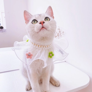 Macro shot of white lace pet collar with delicate pearls and pink floral ornaments