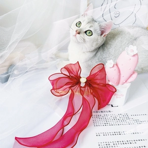 Detail of burgundy organza lace bow collar with pearl buckle for cats and dogs