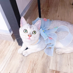 Detail eines blauen Mesh-Haustierhalsbandes mit Blumenschleife an einer Katze