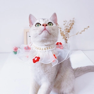 Detail of white organza pet collar with pearls and felt flowers on a British Shorthair
