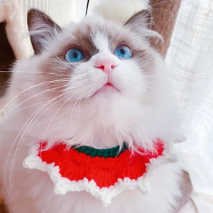 Handmade red knitted pet collar with white lace trim on a Ragdoll cat's neck