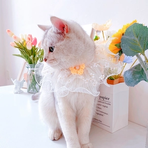 Detail of pet lace collar with yellow flower and pearl on a white cat, floral background