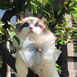 Detail of light blue tulle pet collar with gold edges and pearl on a ragdoll cat