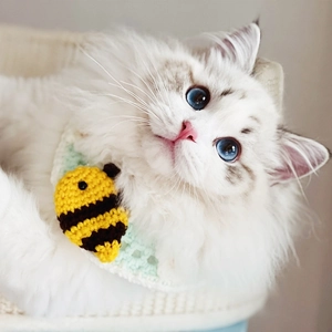 Close-up of white cat wearing a handmade green crochet pet collar with a bee pendant