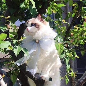 Blue organza pet collar with gold trim and pearl on a Ragdoll cat outdoors