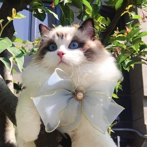 Blue lace pet collar with large bow and pearl detail on a fluffy Ragdoll cat