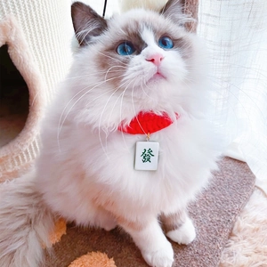 Knitted red pet collar with Chinese Mahjong charm worn by a fluffy cat at home