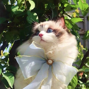 Detail of light blue organza pet bow collar with gold trim and white pearl on a cat
