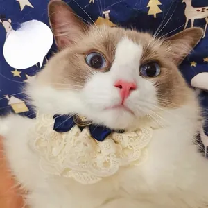 Collare in pizzo con fiocco blu marino indossato da un gatto sulla scollatura