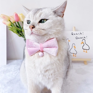 Detailed view of pink velvet pet bowtie collar with metal bell on a cute grey and white cat