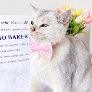 Pink velvet pet bow tie with bell shown on a white cat in a sweet home setting