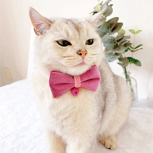 Close-up of a pink velvet bow tie collar with a small bell on a British Shorthair cat