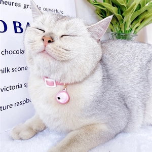 Close-up of a pink velvet pet collar with matching bell worn by a white cat