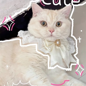 Lace pet collar with bow and pearl detail shown on a cat for a cute aesthetic look